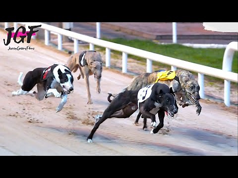 Greyhound race - These dog reach speeds of 75 km/h.
