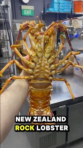Top 3 Largest Lobsters Ever — The Last One Will Shock You