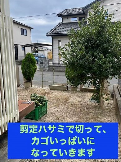 DIY庭木剪定(ひいらぎ)