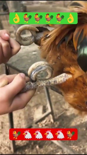 Mind-Blowing Chicken Butchering Skills 🗡️ Village Fresh Chicken