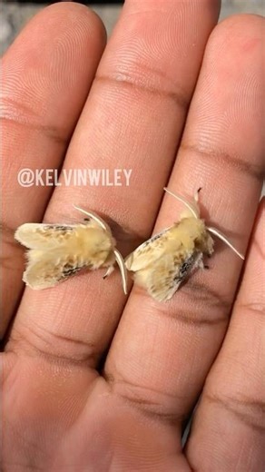 Black-Waved Flannel Moth Handling!