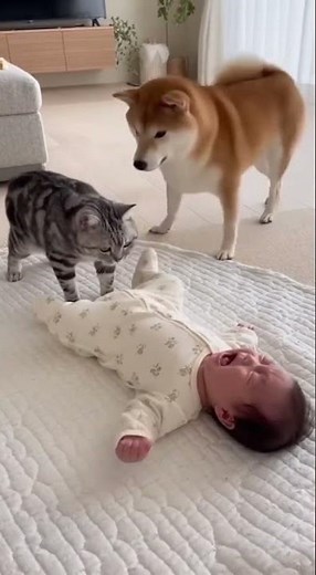 ﾈｯｺ「赤ちゃんおこしたろ(ﾌﾞｯ」ｲｯﾇ「ええ加減にせえ！」 #shorts