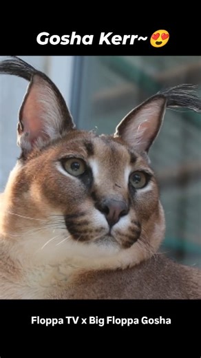 Gosha Kerr~🥰 #bigfloppa #floppa #caracal #каракал #catstagram catlover | Mocha Gold