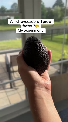 Avocado Sprouting Experiment: Discover Growth Results