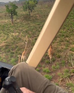 Giraffe genetics in Garamba National Park. By collecting biopsy samples from Kordofan giraffe in Garamba National Park in the Democratic Republic of Congo, researchers are able to build up a picture of the genetic health of this critically endangered population. Concentrating on the Gangala na Bodio Hunting Domain, scientists have successfully collected 35 samples over the last two years. These samples allow experts to confirm the taxonomy and assess the genetic health of this extremely rare gir