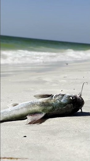 🐟💧 Fish Are Dying Because of the Water | The Hidden Crisis Beneath the Surface