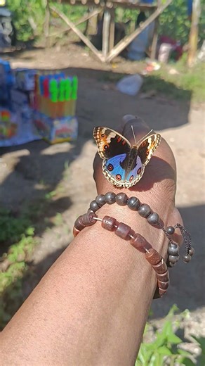 tangan mamang di hinggapi kupu" #jualan #maianananak #shorts #fypシ