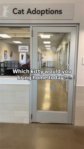 Impossible choice, right? If you could adopt just one cat, who’s joining your happy place? | The SPCA Serving Erie County, NY