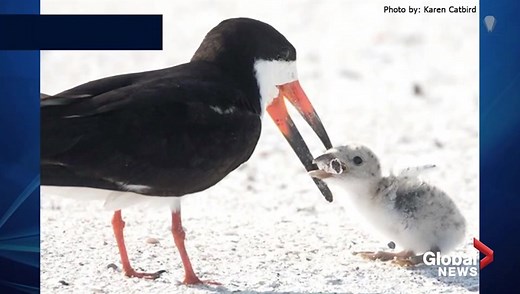 ‘Smoking bird’ photo draws outrage