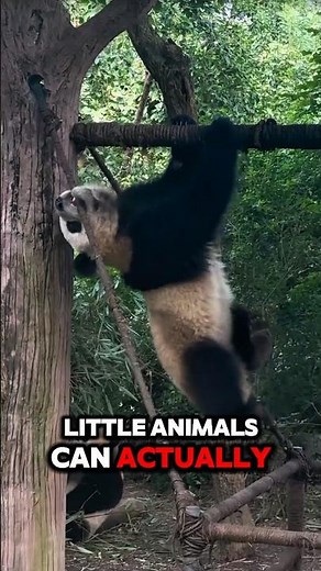 Hamsters Eat Their Own Babies?! Here’s Why!🐹