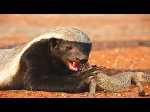 How Honey Badger Hunting And Eating Lizard
