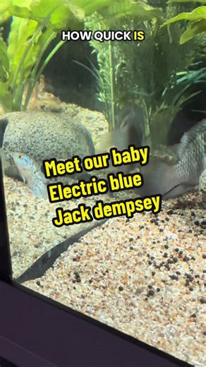 Discover the Stunning Electric Blue Jack Dempsey Babies