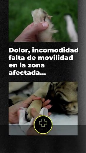 Esguince en perros: Síntomas y Tratamiento | Mascota y Salud