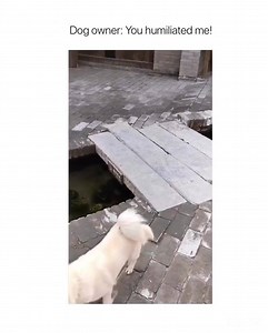 45K views · 325 reactions | Animals are so cute  | Animalfeed | Facebook