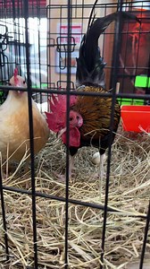 Hitting the Houston Flea Market #fleamarket #houston #texas | Lalo LS Salcedo | Facebook