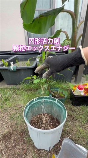 冬を越せるハイビスカス、サマリフィック もっと大きな鉢に植えるぜ #ガーデニング