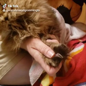 3K views · 31 reactions | An ingrown nail? #cats_of_instagram #carolynscatgrooming #cats #kittensofinstagram #catstagram #mycatseyes #ilovemycat #catlover #instacat #catoftheday #catlovers #catlife #adoptdontshop #petstagram #cats_of_world #kittycat #sanantonio #satx #atx #catgroomersofinstagram | Carolyn's Mobile Cat Grooming, Inc. | Facebook