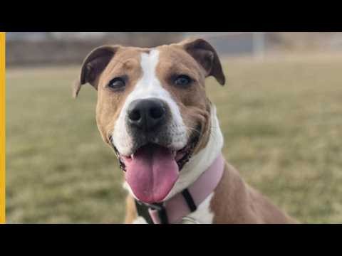 Clear the Shelters | Rosie