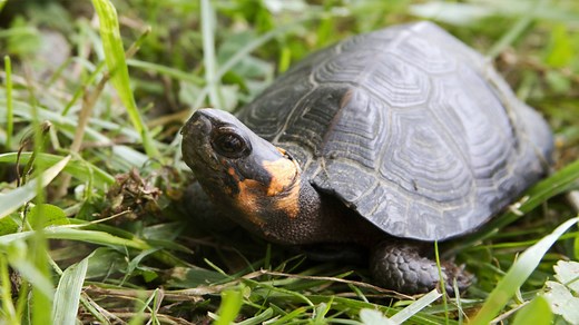 A bog turtle, North America’s tiniest turtle, is no bigger than your hand. Its habitat is disappearing, and it needs help. Scientists are launching a tracking program to better understand what needs to be done. Learn more with #SciNC! This story was produced with support from the NC Department of Natural & Cultural Resources. Special thanks to NC Wildlife Resources Commission and Tangled Bank Conservation. | PBS North Carolina