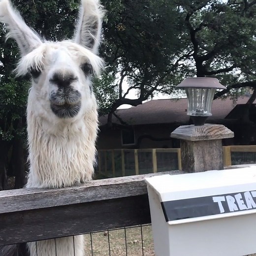 509K views · 3.7K reactions | Keep your weirdo pet's gorgeous coat looking spotless with grooming supplies from Chewy: https://bit.ly/2YFDK0Y | Animal Tales | Facebook