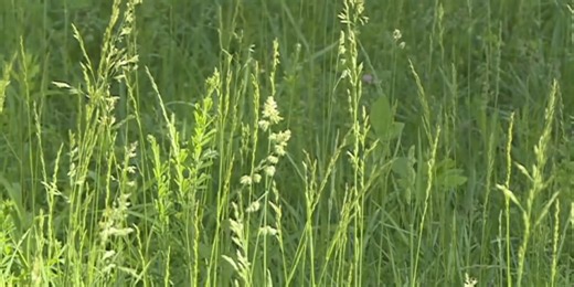 First Alert Weather: Springfield lawn care workers’ schedules return to normal