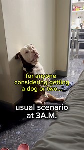 3.2M views · 10K reactions | the other wakes up at 4:30am藍 #dog #pet #fyp #fbreels #reelsviral #love #cute #happy #americanbully #funny #followus | Glasses the Bully | Facebook