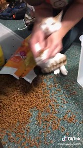 220K views · 3.2K reactions | When ur cat knocks over his food too many times | You Are Laughing | Facebook