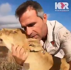 22K views · 3.3K reactions | Best lion hugs! #Lions #hugs #wildlife #relationshipgoals | Kevin Richardson | Facebook