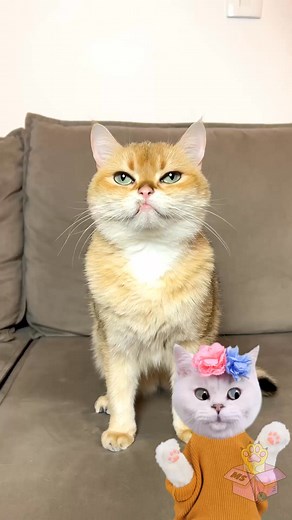 WOW 😻 Giant Bubbles at Home 🫧 Bubble Fun with Cute Kitty 🐾 | Meow-some