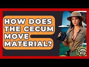 How Does The Cecum Move Material? - The Wild Life Explorer