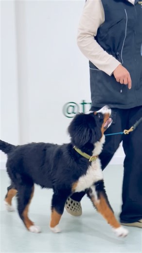 Tu Manada® Canine Training | No, no se supone que el perro entienda para que sirve la correa, que entienda tus palabras o que sepa como esperas que él se comporte.... | Instagram