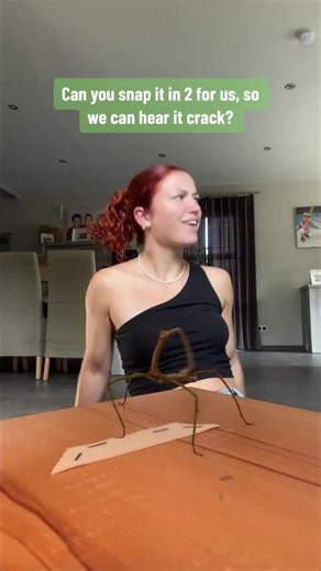 Understanding the Stick Bug Dance: Explained