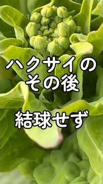 ハクサイのその後 結球せず 2/22