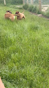 23K views · 187 reactions | It’s been a tough week for Frog she worked super hard - But she got to show her skills playing with Bullmastiff Winston! Amazing body language from them both I am obsessed with Frog’s “silly ears” which means she wants to play can you see her pull them high on her head and go all giddy! Also watch their tails matching each other! All good signs of play!! Great work Froggy ❤️ | Impackt Behaviour | Facebook