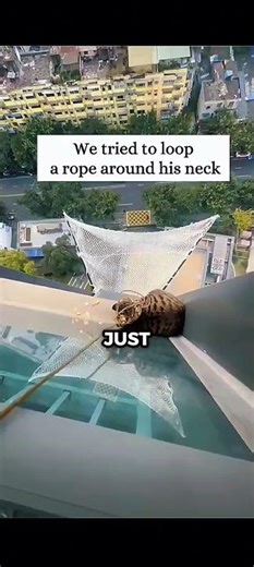 She got stuck on the side of a tall building😱 #cat
