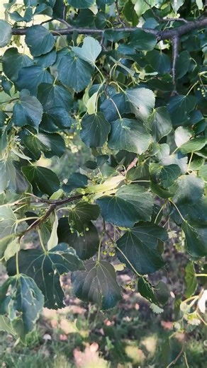 This is Lípa, a linden tree, the national tree of the Czech Republic. 🇨🇿🌳 . Czechs consider it a symbol of protection, help, and love. Its fragrant flowers smell lovely, and its wide crown offers shade and shelter. The ancient Slavs cherished the linden, and we still hold it dear today. When the Czechoslovak Republic was founded in 1918, people planted linden trees across the country—a tradition repeated in 2018 to mark the 100th anniversary of independence. . In the past, Slavs believed lind