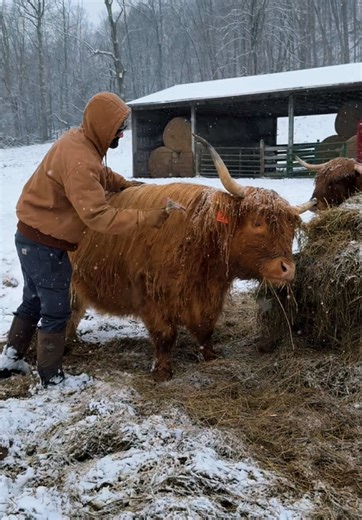 Cleaning the ice and snow off of Beth #highlandcow #farm #farmlife #ranch #ranchlife #cowsoftiktok #animalsoftiktok #cows #fluffycow #farmland #highlandridgeranch #minicow #minicows #minicowsoftiktok