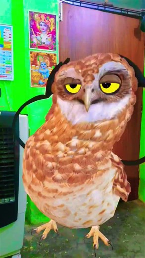 🤣🤣🤣😂😅😅#funny #comedy #entertainment #dance #apt #memeedit #shorts #crazyowl #crazy #cute #artinwood