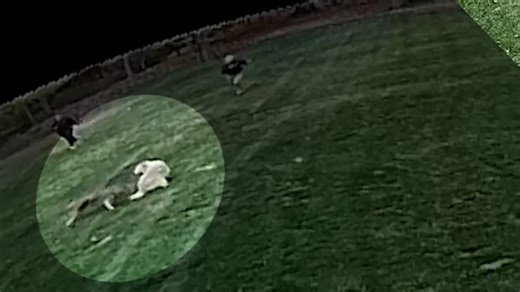 Woman attacked by coyote while outside with family dog in New Jersey