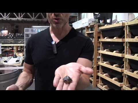 How To: Florida Box Turtle Care & Setup Video by The PetMan