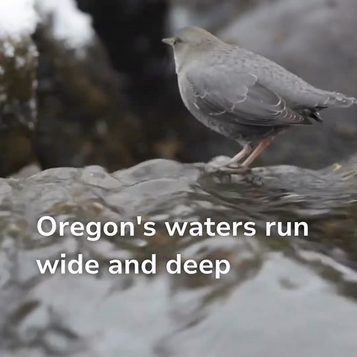 19 reactions |  Water is the life source for all, and it’s a large...