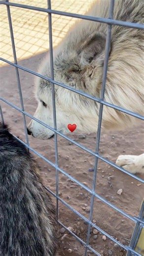 Supervised Visits with Wolves: Observing Behavior