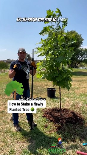🌳How to stake a newly planted tree. #smithsgardentown #treeplanting #staking #howtostakeatree #gardening #landscaping #howto #plantingtrees #treetok | Smith's Gardentown