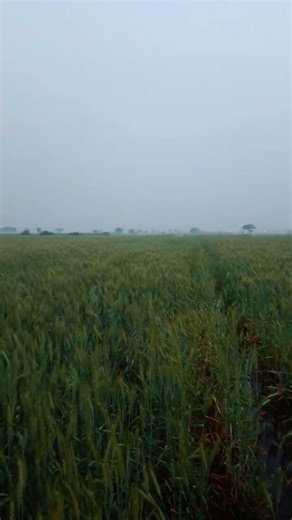 3 फ़रवरी 2026