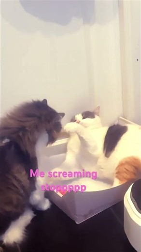 Stooooooopppppppppppppppppppp #cat