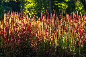 The 23 Best Ornamental Grasses for Zone 6