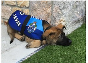 Adorable Pooch Fired From Police Force For Being Too Friendly Lands A Better Job