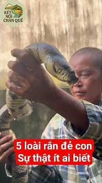 Bí Ẩn 5 Loài Rắn Đẻ Con Kỳ Lạ Ở Việt Nam – Sự Thật Ít Ai Biết! 🐍 #khampha #dongvat #bian #snake