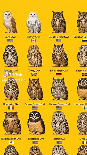 Snowy Owl vs Great Horned Owl: North America's Iconic Owls
