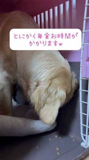 大型犬の食べ方成長記録♡ #ゴールデンレトリバー #大型犬 #パピー #多頭 #シュシュの家族